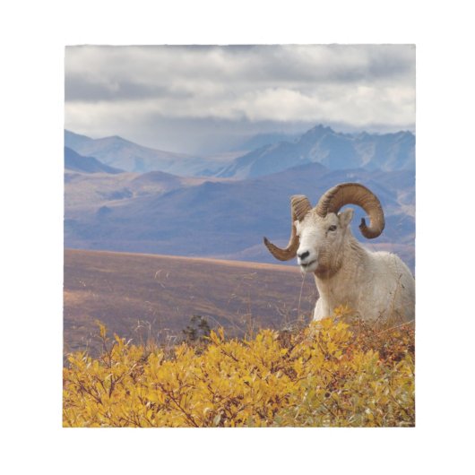 Dall-schapen, Ovis dalli, ram Notitieblok (Voorkant)