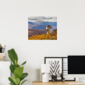 Dall-schapen, Ovis dalli, ram Poster (Thuiskantoor)