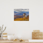 Dall-schapen, Ovis dalli, ram Poster (Keuken)
