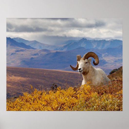 Dall-schapen, Ovis dalli, ram Poster (Voorkant)