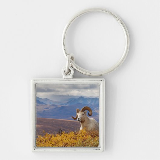 Dall-schapen, Ovis dalli, ram Sleutelhanger (Voorkant)