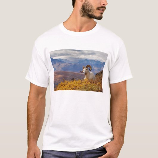 Dall-schapen, Ovis dalli, ram T-shirt (Voorkant)