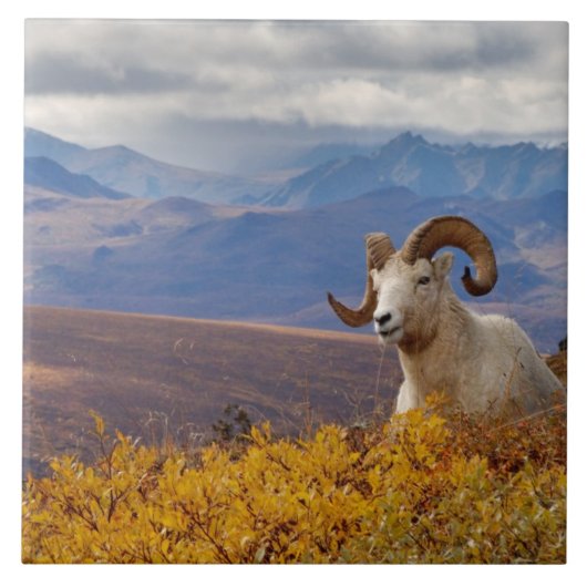 Dall-schapen, Ovis dalli, ram Tegeltje (Voorkant)