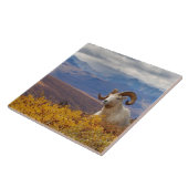 Dall-schapen, Ovis dalli, ram Tegeltje (Zijkant)