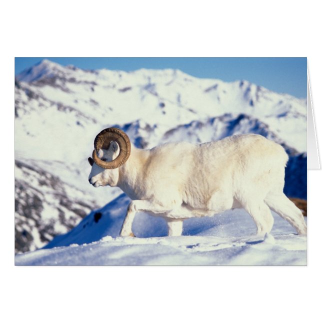 Dall-schapen, Ovis dalli, volwassen ram (Voorkant Horizontaal)