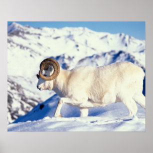 Dall-schapen, Ovis dalli, volwassen ram Poster