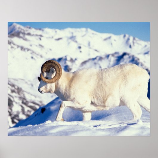 Dall-schapen, Ovis dalli, volwassen ram Poster (Voorkant)