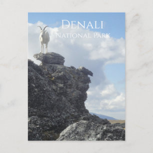 Dall Sheep Atop Mount Wright, Denali NP, Alaska Briefkaart