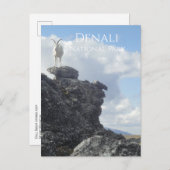 Dall Sheep Atop Mount Wright, Denali NP, Alaska Briefkaart (Voorkant / Achterkant)
