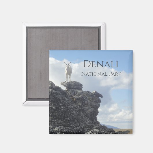 Dall Sheep Atop Mount Wright, Denali NP, Alaska Magneet (Voorkant / Achterkant)