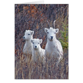 Dall Sheep Ewe met haar lammeren bij Denali NP