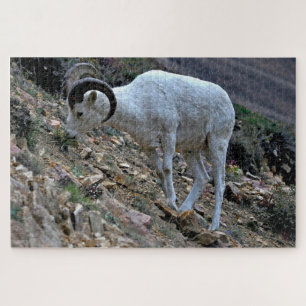 Dall Sheep op een heuvel Legpuzzel