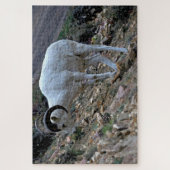 Dall Sheep op een heuvel Legpuzzel (Verticaal)