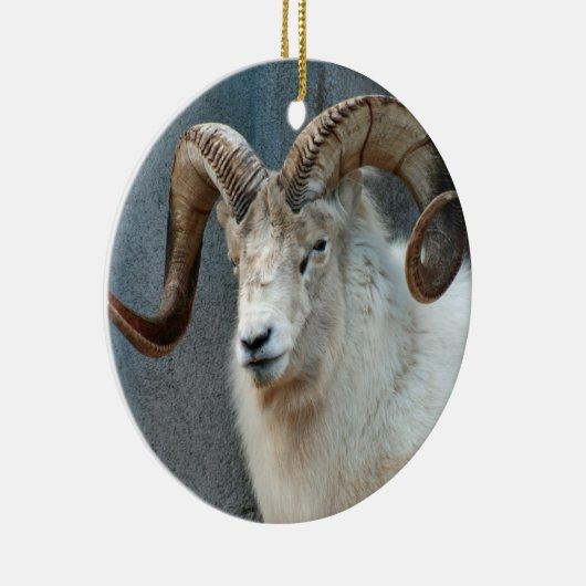 Dall Sheep Ornament (Rechts)