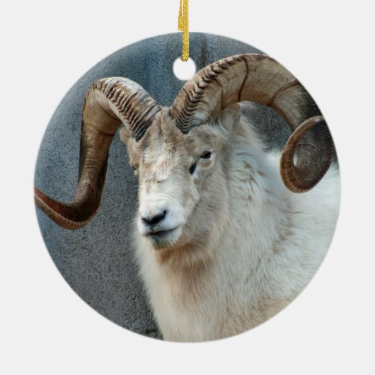 Dall Sheep Ornament (Achterkant)