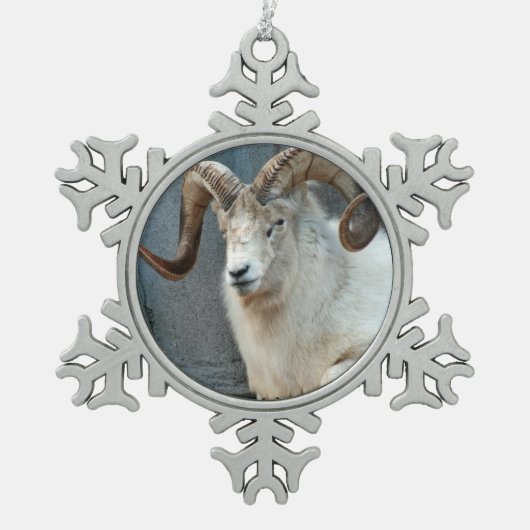 Dall Sheep Ornament (Voorkant)