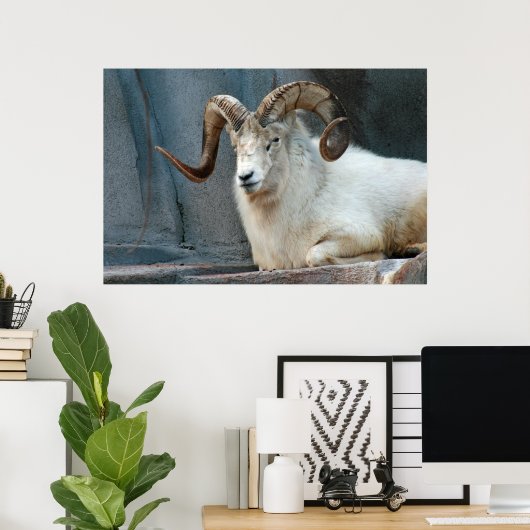 Dall Sheep Poster (Thuiskantoor)