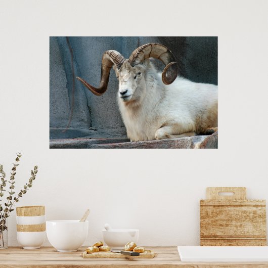 Dall Sheep Poster (Keuken)
