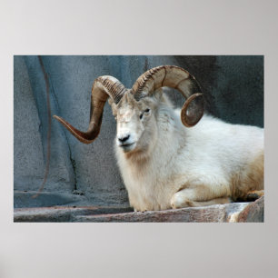Dall Sheep Poster