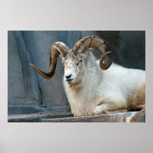 Dall Sheep Poster (Voorkant)