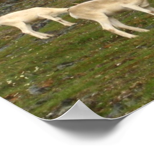 Dall Sheep Poster (Hoek)