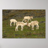 Dall Sheep Poster (Voorkant)