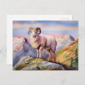 Dall Sheep Ram op een majestueuze berg Briefkaart (Voorkant / Achterkant)