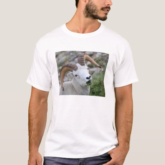 Dall Sheep T-shirt (Voorkant)