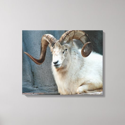 Dall Sheep Wrapped Canvas Afdruk (Voorkant)