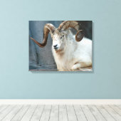 Dall Sheep Wrapped Canvas Afdruk (Insitu (Houten vloer))