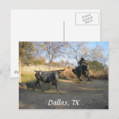 Dallas, TX Briefkaart (Voorkant / Achterkant)