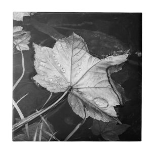 Dalle bladeren in een Pond Black en White Tegeltje