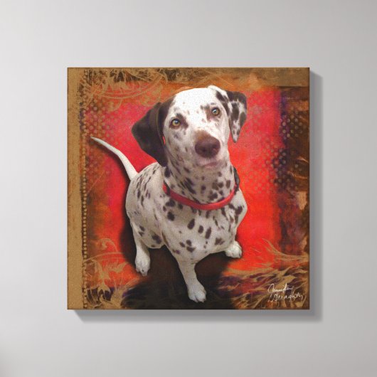 Dalmatiaan 14x14 Verrekend Canvas (Voorkant)