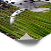 Dalmatiaan 1 - Sterrennacht (Vert.) Poster (Hoek)