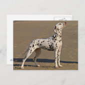 dalmatiaan-full.png briefkaart (Voorkant / Achterkant)