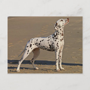 dalmatiaan-full.png briefkaart