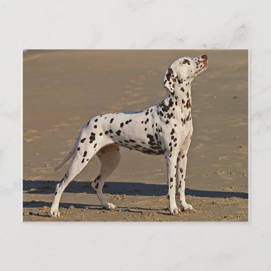 dalmatiaan-full.png briefkaart (Voorkant)