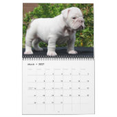 dalmatiaan-Hoesje, Puppy2010 Kalender (Mar 2027)