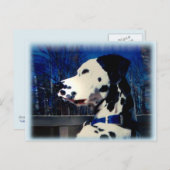 Dalmatiaan "Kelso" ~ Briefkaart (Voorkant / Achterkant)