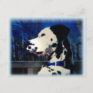 Dalmatiaan "Kelso" ~ Briefkaart