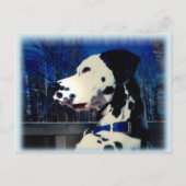Dalmatiaan "Kelso" ~ Briefkaart (Voorkant)