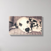 Dalmatiaan op een bank — Sparkler Canvas Afdruk (Voorkant)