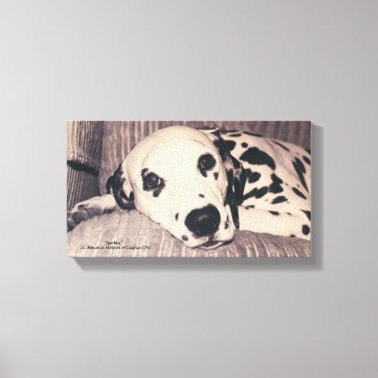 Dalmatiaan op een bank — Sparkler Canvas Afdruk (Voorkant)