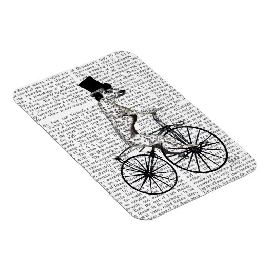 Dalmatiaan op fiets 2 magneet (Rechterzijde)