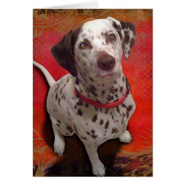 Dalmatiaans (Voorkant)