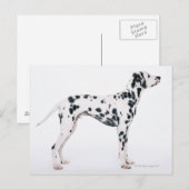 Dalmatiaans 3 briefkaart (Voorkant / Achterkant)