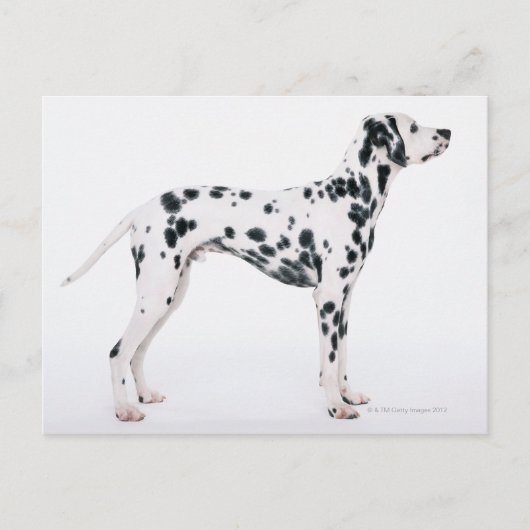 Dalmatiaans 3 briefkaart (Voorkant)