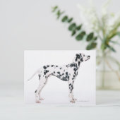 Dalmatiaans 3 briefkaart (Staand voorkant)
