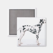 Dalmatiaans 3 magneet (Voorkant / Achterkant)