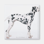 Dalmatiaans 3 magneet (Voorkant)